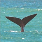 Whale Tail